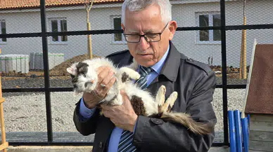 Makam Odası Kedi Yuvası Olan Başkan: Sokak Hayvanları Emanettir