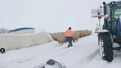 Yoğun Kar Sürüyü Vurdu: Çadır Çöktü, 8 Koyun Öldü