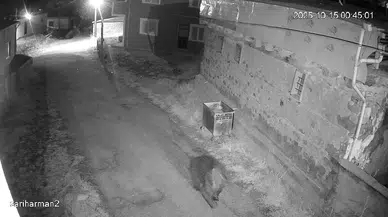 Çöp Alanları Ayıların Kış Uykusu Düzenini Nasıl Bozuyor?