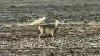 Hafik'te Şaşırtan Anlar: Nesli Tükenen Karaca Belirdi