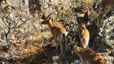 Koruma Altındaki Erzincan Yaban Keçileri, Doğada Poz Verdi