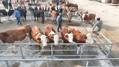 Hayvan Pazarı Yeniden Açıldı! 5 Ayın Ardından Yeniden Faaliyette