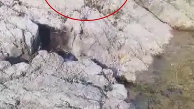 Cömert Balıkçı Yakaladığı Balığı Aç Kediyle Paylaştı