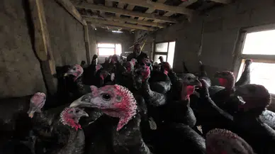 Memleketine Döndü: Hayvan Yetiştiriciliğiyle Geçimini Sağlıyor!