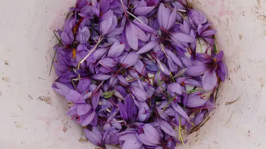 Gramı 600 TL'den Satılan 'Kırmızı Altın': Su İstemiyor!