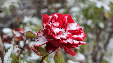 Kışın Açan Çiçekler Karla Kaplandı: Eşsiz Manzaralar!