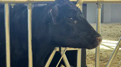 Hayvancılığa Dev Destek: 416 Gebe Düve Üreticiyle Buluşuyor!