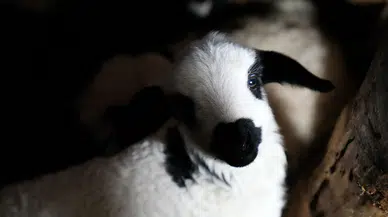 Kış Dönemi Bereketlendi: Yeni Doğan Kuzularla Hareketlilik Arttı