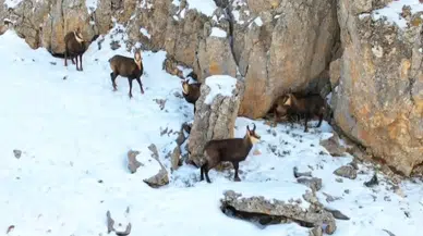 Munzur’un beyaz zirvesinde şamualar görüntülendi