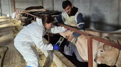 Sivas’ta Şap Hastalığına Karşı Rapel Aşılama Çalışmaları Devam Ediyor