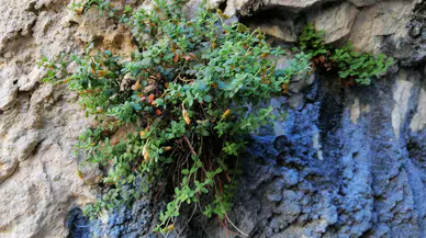 Yeni Keşif:Sarı Kantaron'dan Daha Zengin ve Daha Sağlıklı!