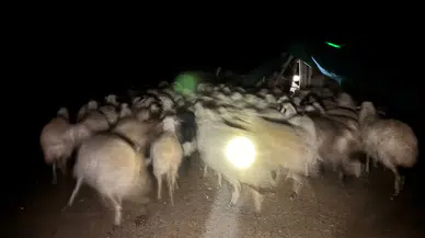 200 Koyun Drone Desteğiyle Kurtarıldı: Zorlu Kurtarma Operasyonu!