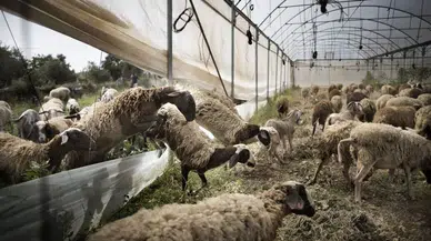 "Koyun Çiçeği" Krizi: Hayvancılık Sektöründe Karantina ve İhracat Riski