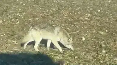 Sivas'ta Kurt İstilası: Uzman Hüseyin Yıldız’dan Kritik Uyarılar!