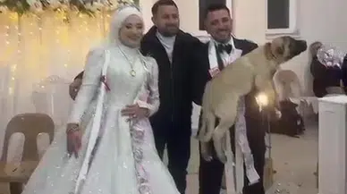 Düğün Hediyesi Şaşırttı: Damada 100 Bin Liralık Çoban Köpeği Hediye!