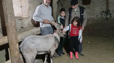 Yaralı Dağ Keçisi "Garip" Sağlığına Kavuştu ve Doğaya Döndü