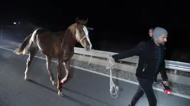 Yarış Atları Yola İndi! Malatya-Ankara Karayolunda Can Pazarı