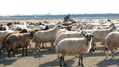 Yem Fiyatları Altınla Yarışınca Besici Meraya Çıktı