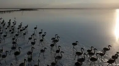 Kuraklık Flamingoları Etkiliyor: "Flamingo Cenneti" Artık Ev Sahipliği Yapamıyor