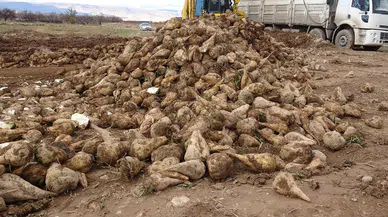 Üreticinin Yüzü Güldü: Şeker Pancarı Hasadında Yüksek Verim Sevinci!