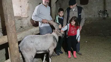 , Yaralı Dağ Keçisini Tedavi Edip Ailesinin Maskotu Yaptı