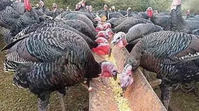 Yılbaşı Öncesi Hindi Satışlarında Şok Durgunluk! Hayvanlar Elde Kaldı