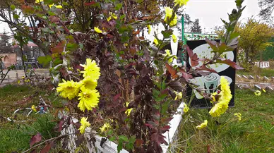 Aralık Ayında Gül Açtı: Sıcaklıklar Mevsim Normalleri Üstünde