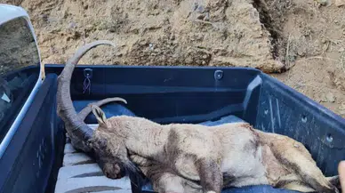 Yaban Keçisi Katliamına Ağır Ceza: 970 Bin TL Para Cezası