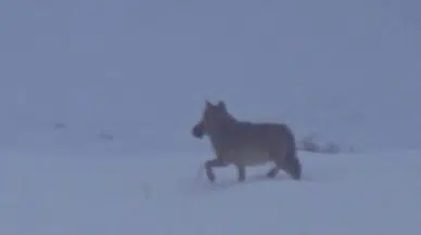 Zara-İmranlı Yolunda Şaşırtan Görüntü: Ağzında Ördek Taşıyan Kurt