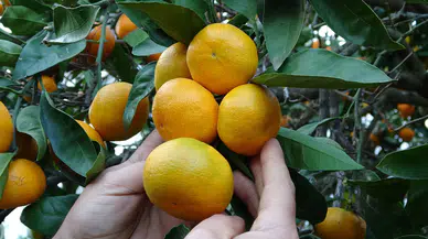 80 Ton Mandalina Üretimi: Kilosu 25 TL'den Alıcı Buluyor!