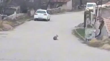 Gemerek’te Sokak Aralarında Görüntülenen Tilki Dikkat Çekti
