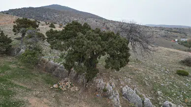 508 Yaşında! Tarihe Tanıklık Eden Ağacı Jandarma Koruyor