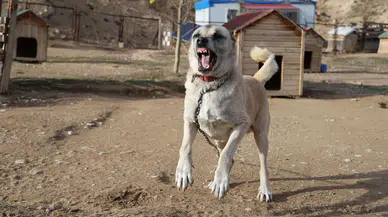 Küresel Isınma Kangalları Etkiledi: Tüy Değişimi Ertelendi