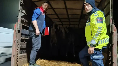Belgesiz Hayvan Taşıyanlara Ceza Yağdı! Cezalar Dudak Uçuklattı