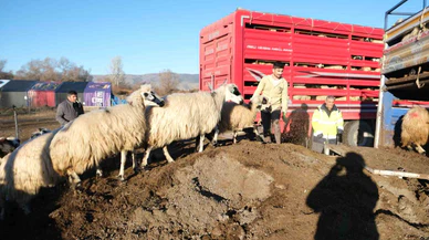 Yaylacıların Zorlu Dönüşü: Üreticilerin Yem ve Saman Telaşı