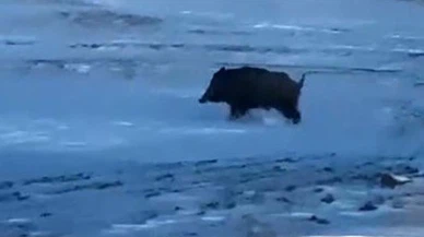 Bitlis Ahlat'ta Korkutan Anlar: İşçiler Dev Domuzu Kaydetti