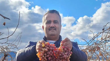 Kışın Taze Üzüm Keyfi: Crimson Üzümü Kışın Da Dalında!