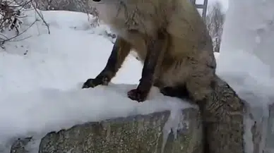 “Boncuk” Adını Verdiler: Tilki Köy Bahçesinin Müdavimi Oldu