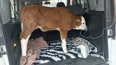 Bagajda Hayat Mesaisi: Zehirlenen Buzağıya Acil Müdahale!