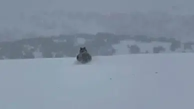 Sivas'ta Şaşırtan Görüntü: Kış Uykusuna Yatmayan Ayı Görüntülendi