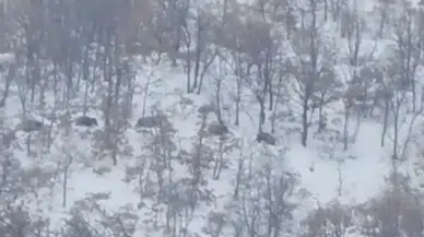 Soğuklar Yaban Hayatını Vurdu: Domuzlar Kapıya Dayandı!