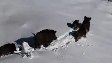 Karda Yaşam Savaşı: Domuz Sürüsü Drone ile Görüntülendi!