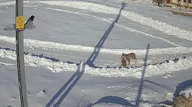 Avcıyken Av Oldular! Sivas'ta Vaşakların Kurtlardan Kaçışı