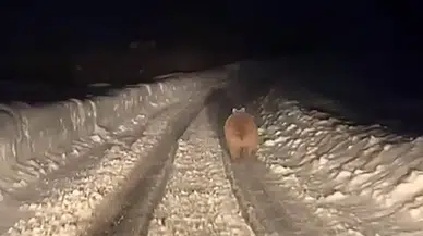 Kış Uykusuna Yatmayan Ayı Sivas’ta Vatandaşların Karşısına Çıktı