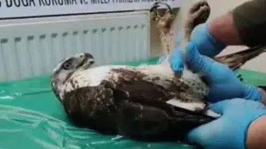 Yaralı Şahine Şefkat Eli: Sivas'ta Rehabilitasyon Süreci Tamamlandı