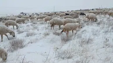 Sivas’ta koyunlar kar altında kaldı, çoban türküleriyle ile mest etti
