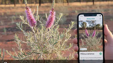 Öldü Sanılıyordu, Bahçede Bulundu: Kayıp Türün 58 Yıllık Saklanışı Sona Erdi