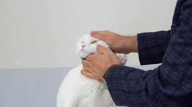 Sivas’ta Hayvanlar İçin 7/24 Kesintisiz Acil Sağlık Hizmeti!