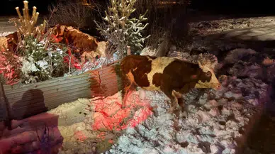 Tır Devrildi: 45 Büyükbaş Hayvan Donmaktan Kurtarıldı!