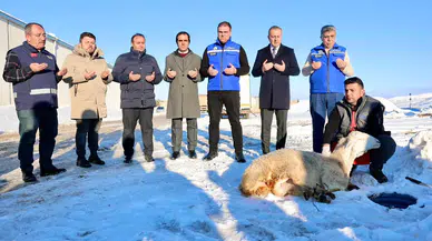 Sivas'ta Kar Sevinci: Belediye Bereket İçin Şükür Kurbanı Kesti